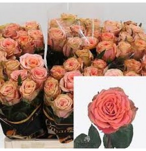 ΤΡΙΑΝΤΑΦΥΛΛΑ ΡΟΖ 60εκ. ROSEN LOVE PEARL 60cm